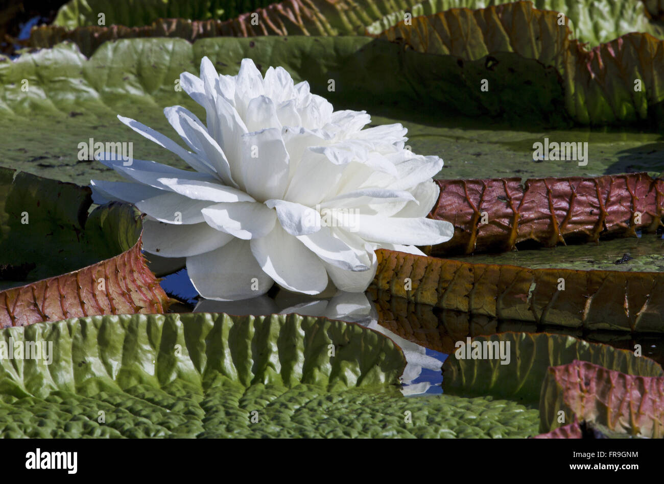 Wetland water lilies Victoria cruziana Stock Photo Alamy