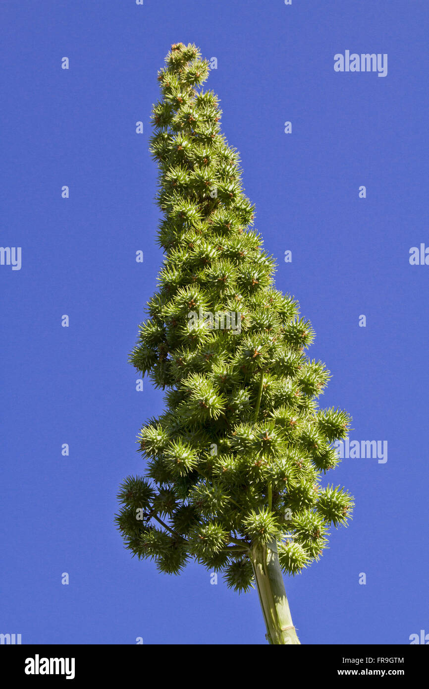 Castor plants hires stock photography and images Alamy