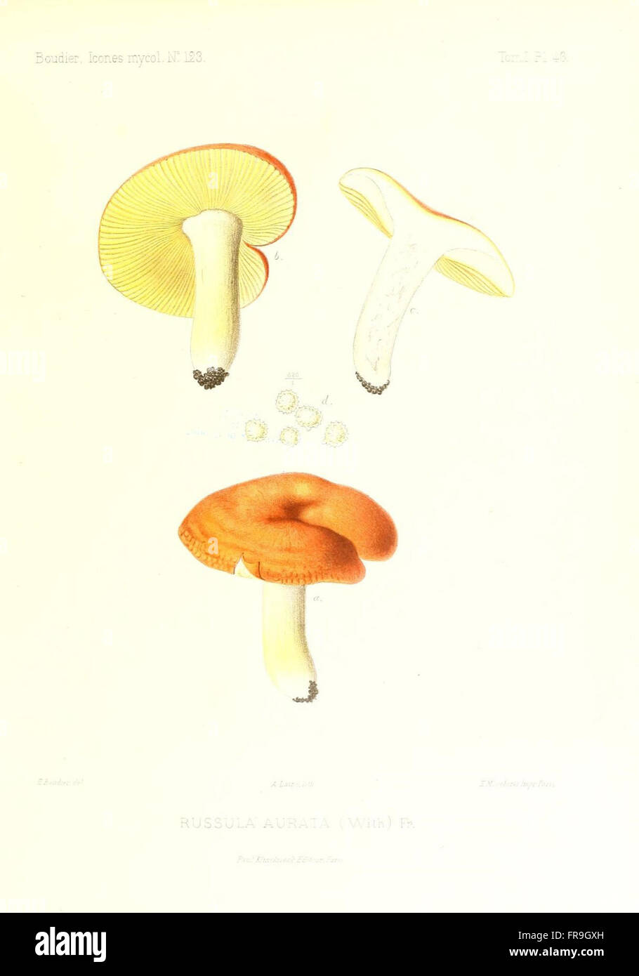 Icones mycologicC3A6, ou Iconographie des champignons de France principalement Discomycetes (Pl. 46) Stock Photo
