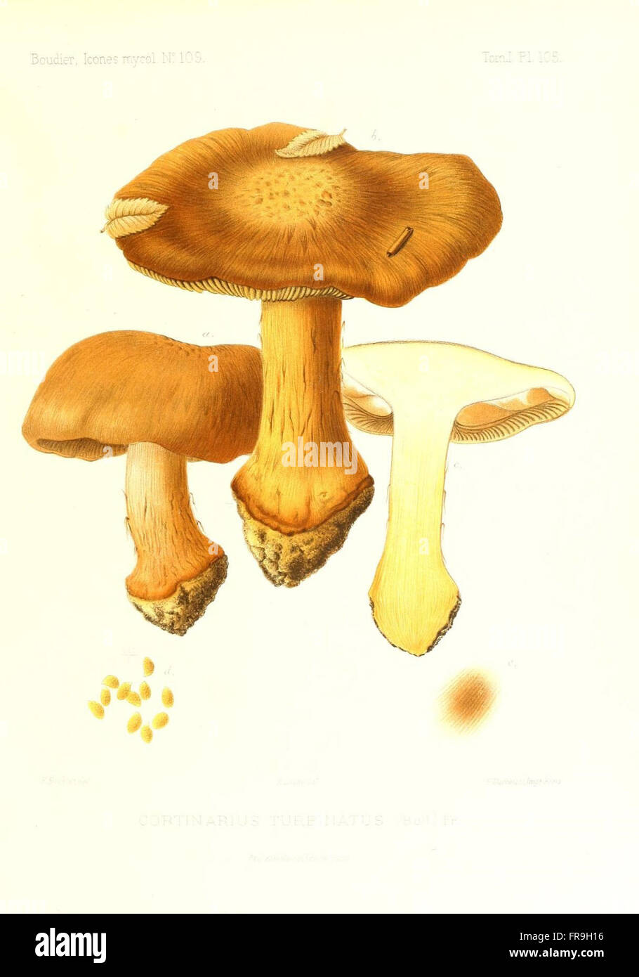 Icones mycologicC3A6, ou Iconographie des champignons de France principalement Discomycetes (Pl. 105) Stock Photo
