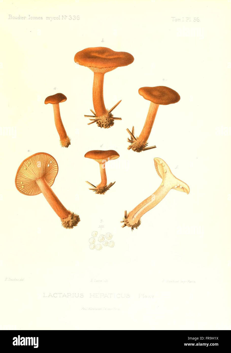 Icones mycologicC3A6, ou Iconographie des champignons de France principalement Discomycetes (Pl. 56) Stock Photo