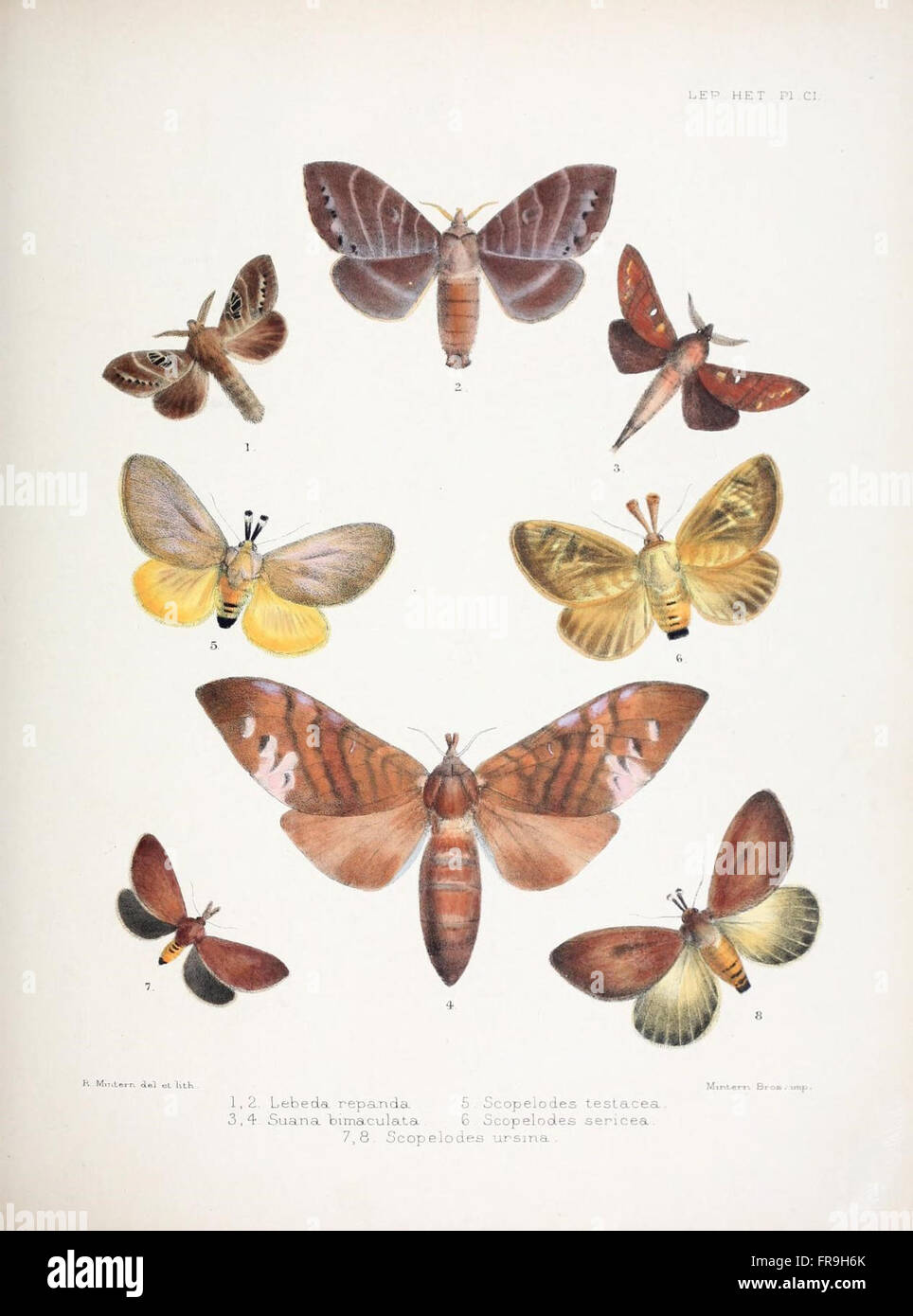 This publication features detailed illustrations of typical specimens ...