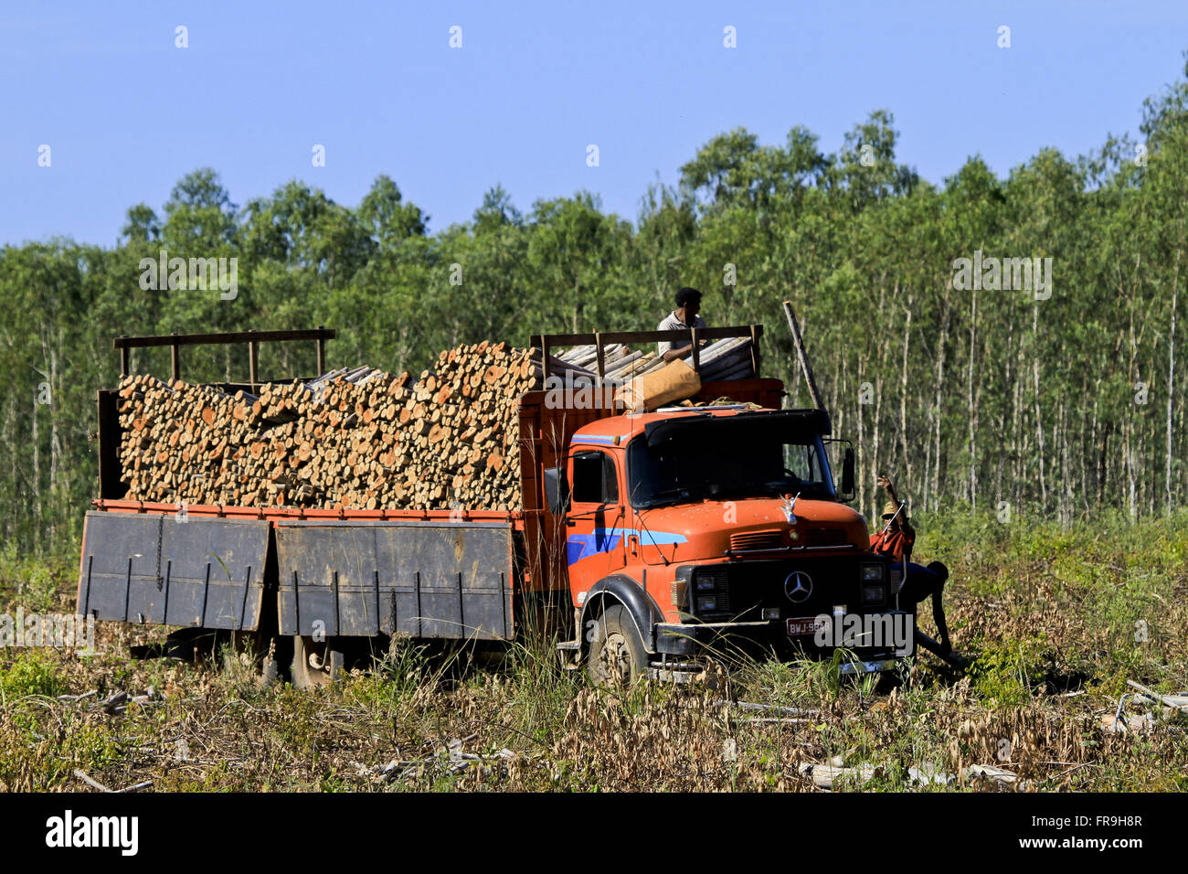 Truck loaded with eucalyptus for the production of energy in industry Stock Photo