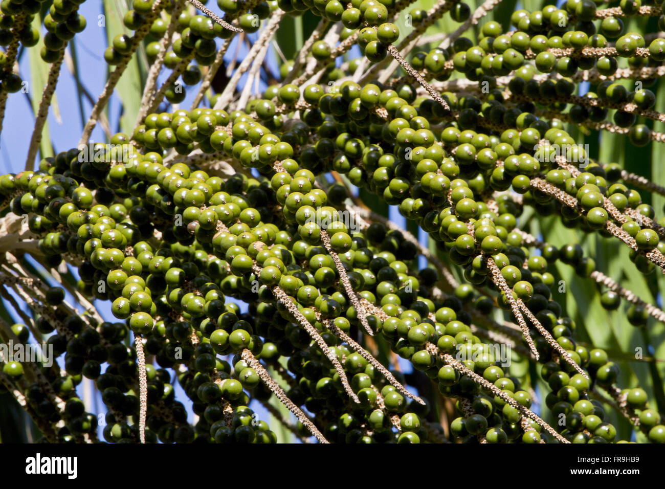 Green fruits of acai - Euterpe oleracea Stock Photo