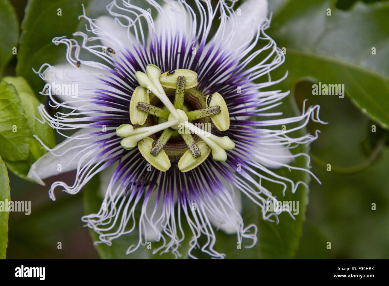 Passion Flower Passiflora edulis Stock Photo Alamy