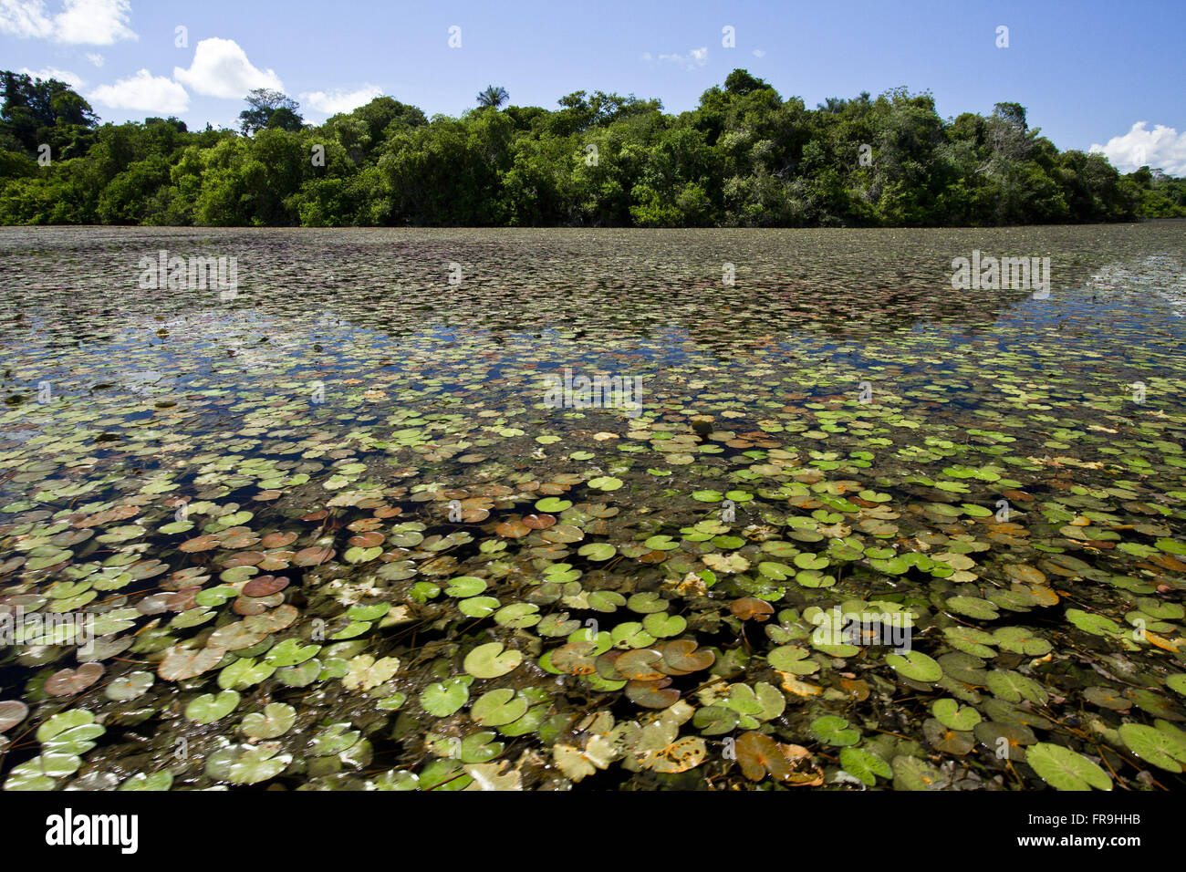 Blue lagoon with sunken garden in the Reserve Indigena Kayabi - Caiabi tribe Stock Photo