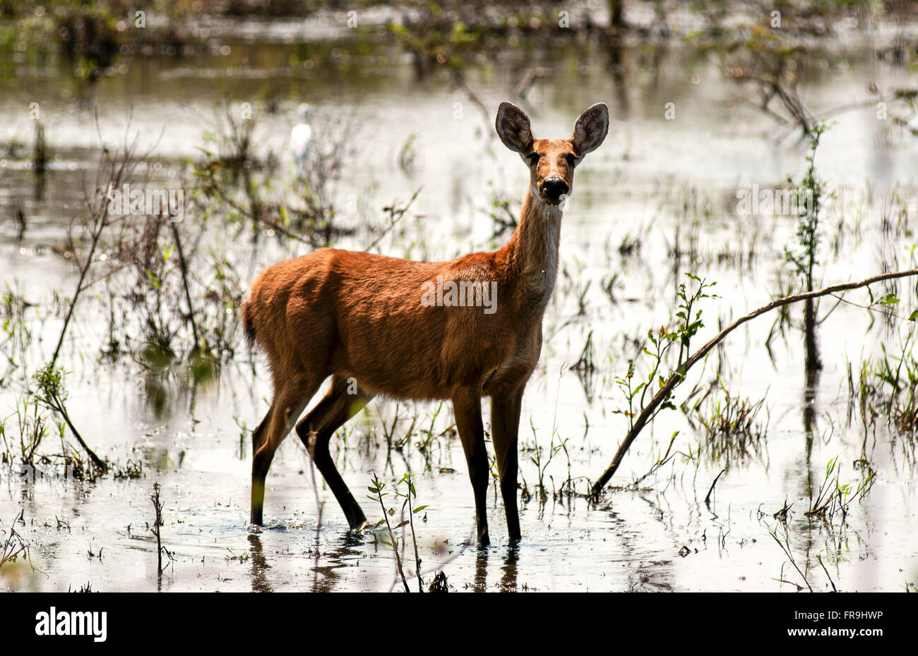 Hart-of-the southern Pantanal wetland Stock Photo