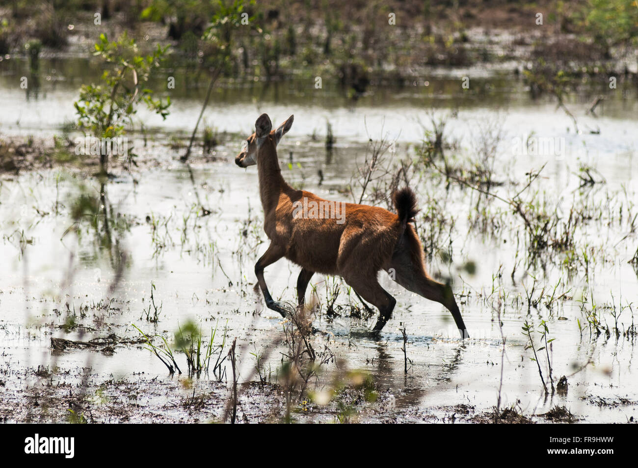 Hart-of-the southern Pantanal wetland Stock Photo