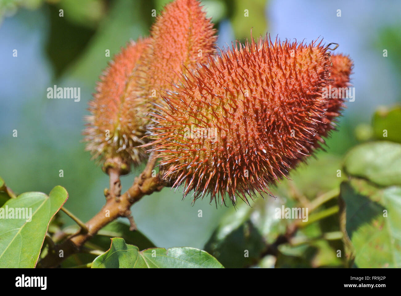 Bunch of annatto Stock Photo