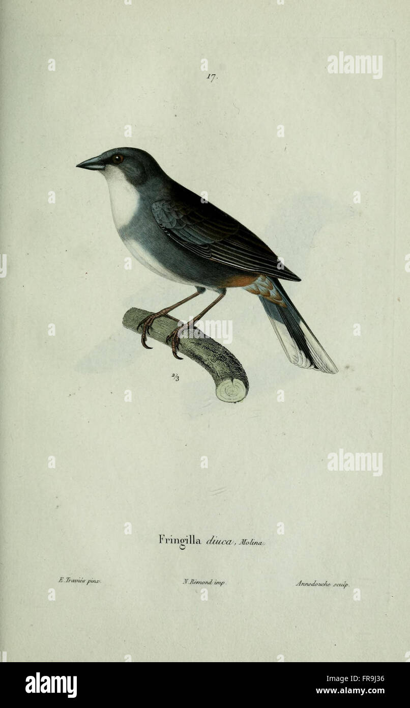 Plate 17 features detailed illustrations of various bird species ...