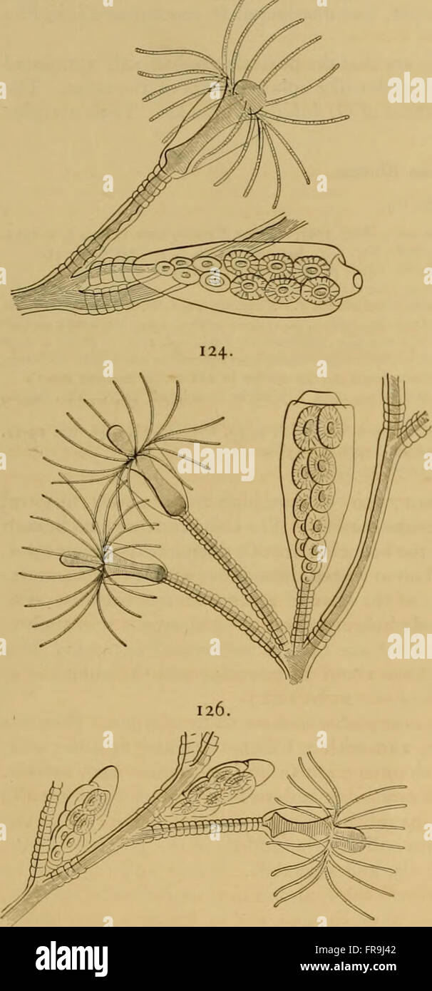 Medusae of the World (1910) is a comprehensive guide to jellyfish ...