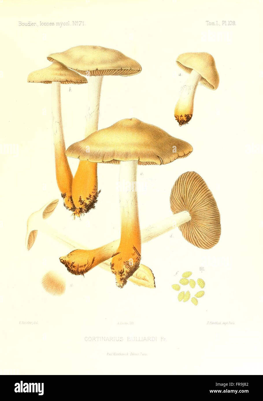 Icones mycologicC3A6, ou Iconographie des champignons de France principalement Discomycetes (Pl. 109) Stock Photo