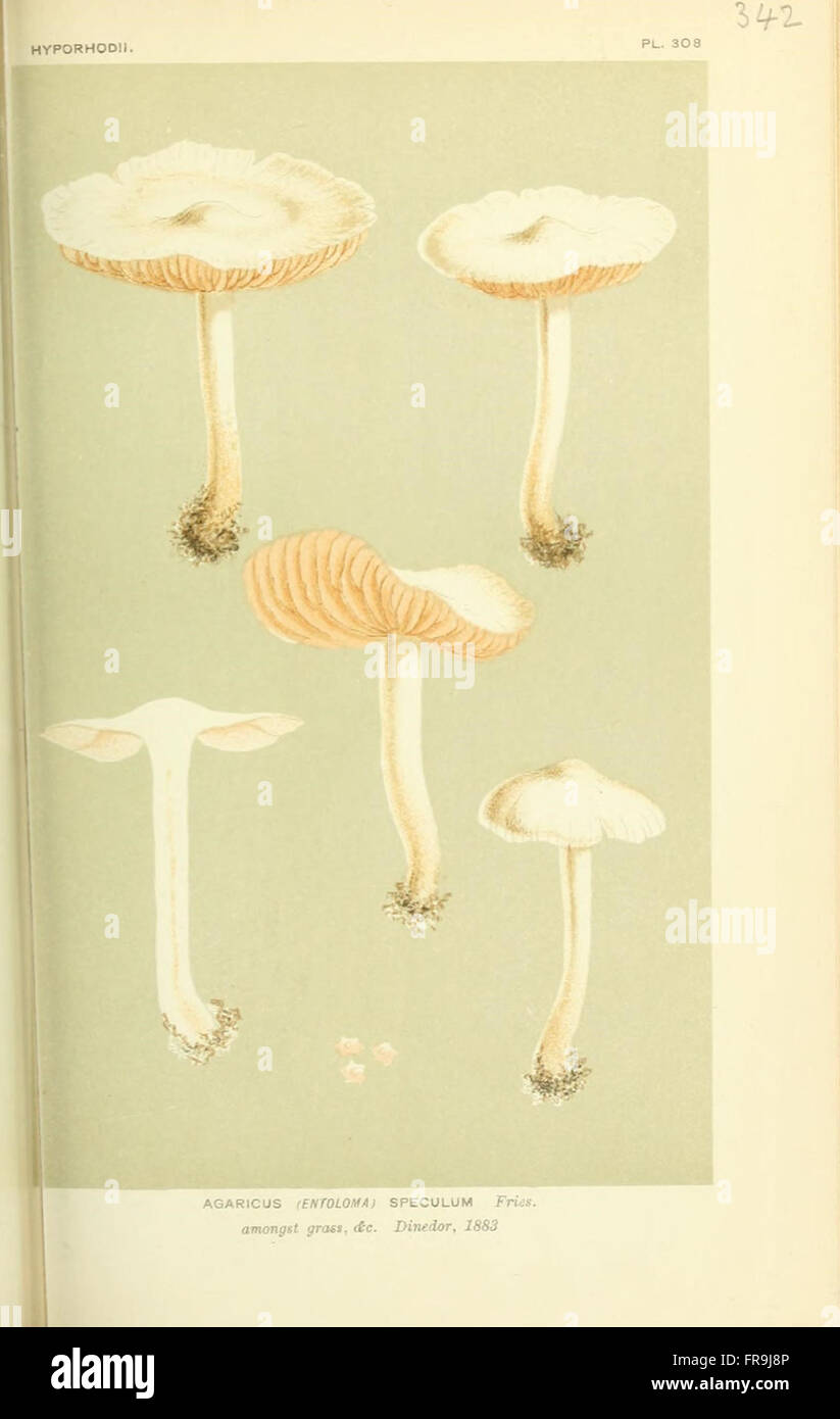 Illustrations of British Fungi (Hymenomycetes), to serve as an atlas to the  Handbook of British Fungi  (Pl. 342) Stock Photo