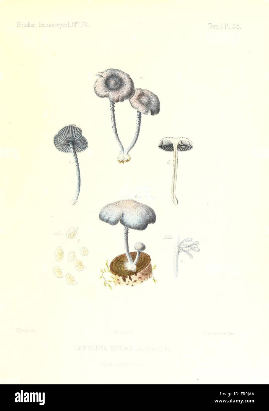 Icones mycologicC3A6, ou Iconographie des champignons de France principalement Discomycetes (Pl. 98) Stock Photo