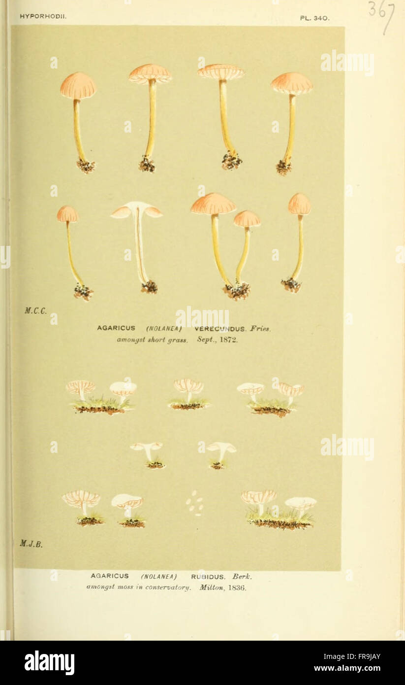 Illustrations of British Fungi (Hymenomycetes), to serve as an atlas to the  Handbook of British Fungi  (Pl. 367) Stock Photo