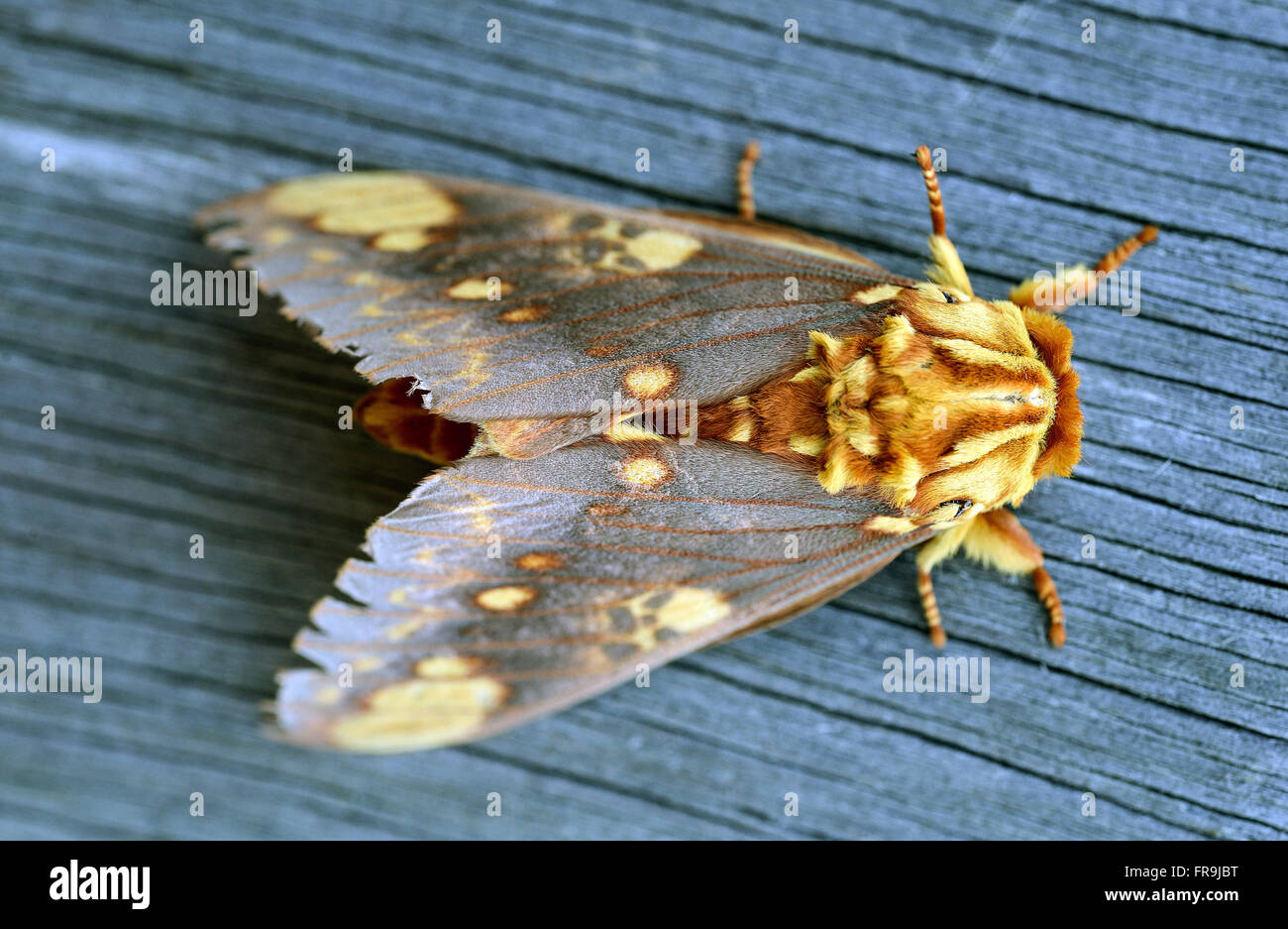 Moth Stock Photo - Alamy