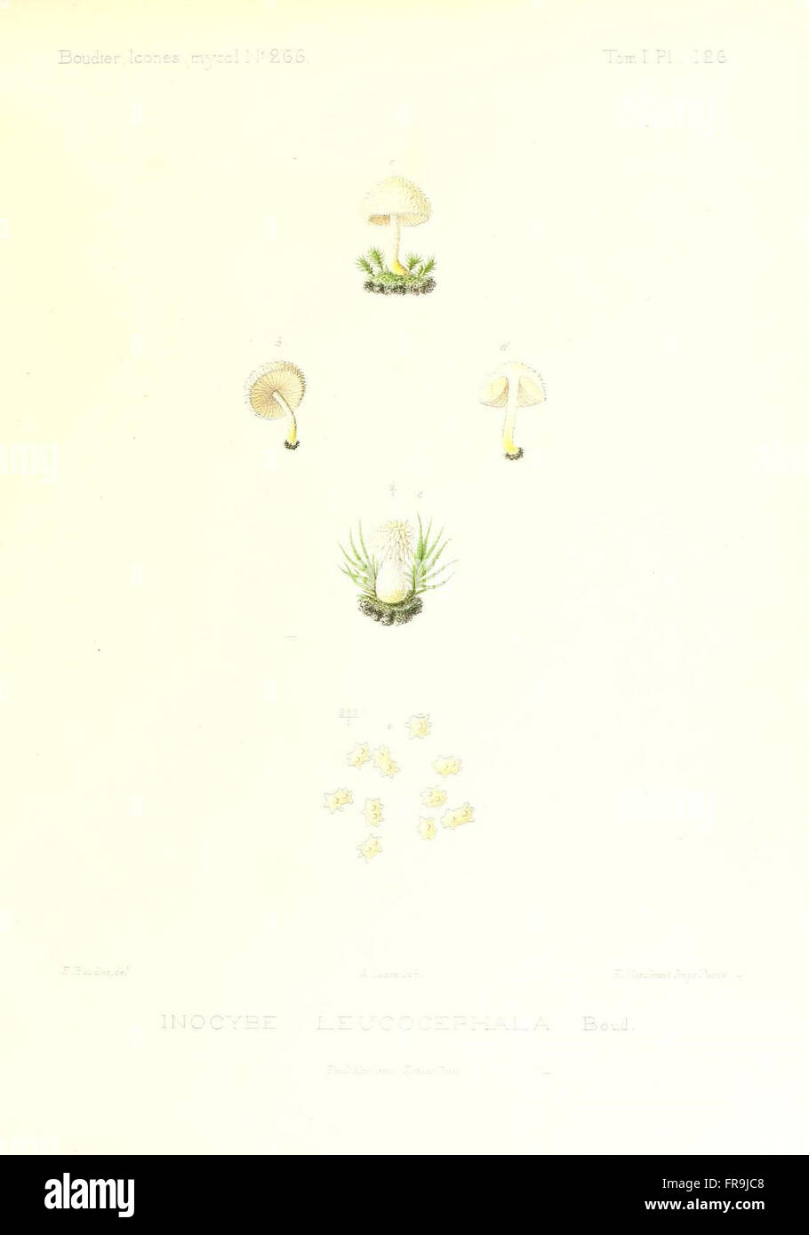 Icones mycologicC3A6, ou Iconographie des champignons de France principalement Discomycetes (Pl. 126) Stock Photo