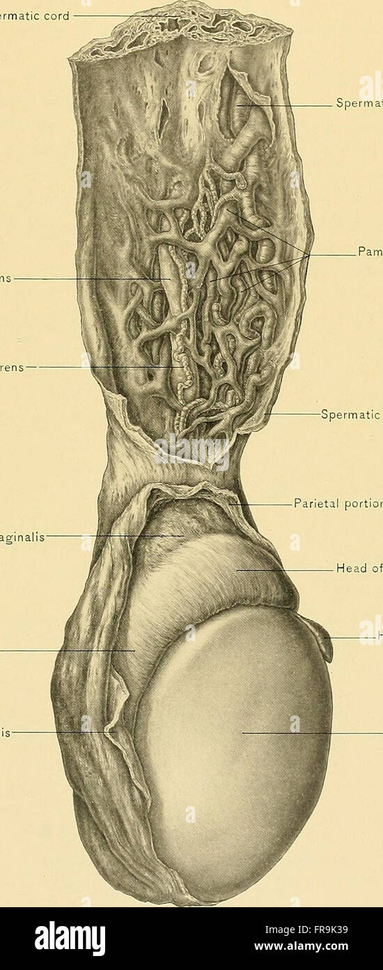 Surgical anatomy - a treatise on human anatomy in its application to ...
