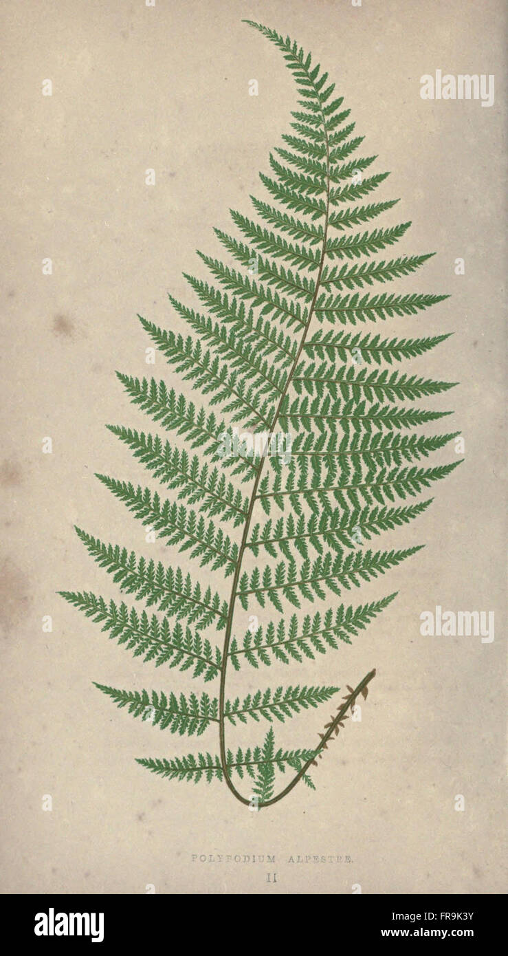 Our native ferns, or, A history of the British species and their varieties (Pl. II) Stock Photo