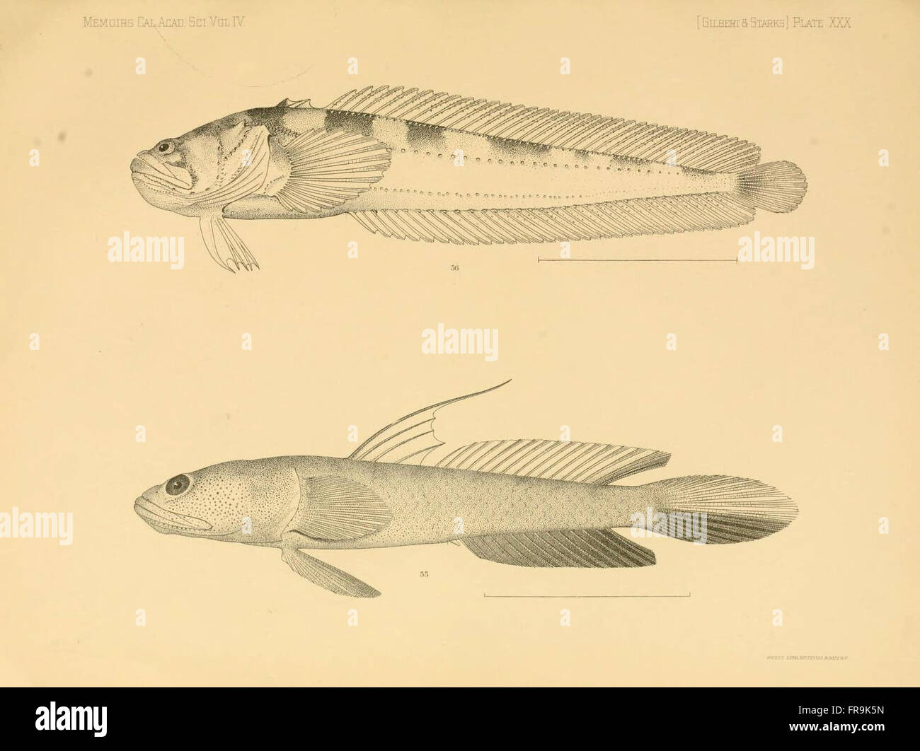 The fishes of Panama Bay (Plate XXX) Stock Photo