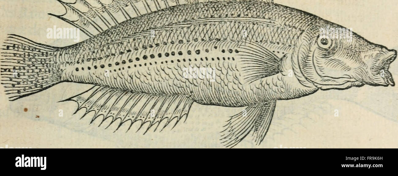 L'histoire naturelle des estranges poissons marins, avec la vraie peincture and description du daulphin, and de plusieurs autres de son espece (1551) Stock Photo