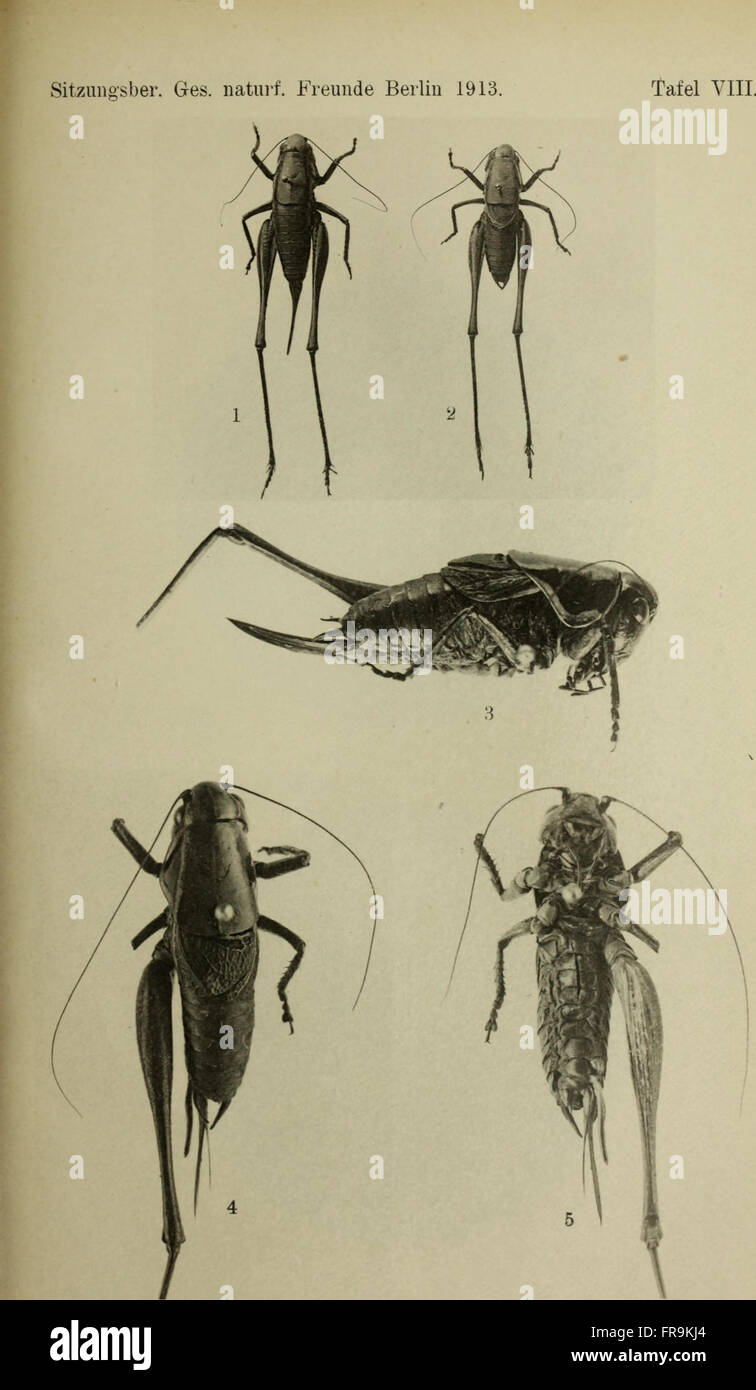 The 1913 session reports of the Society of Natural Research Friends in ...