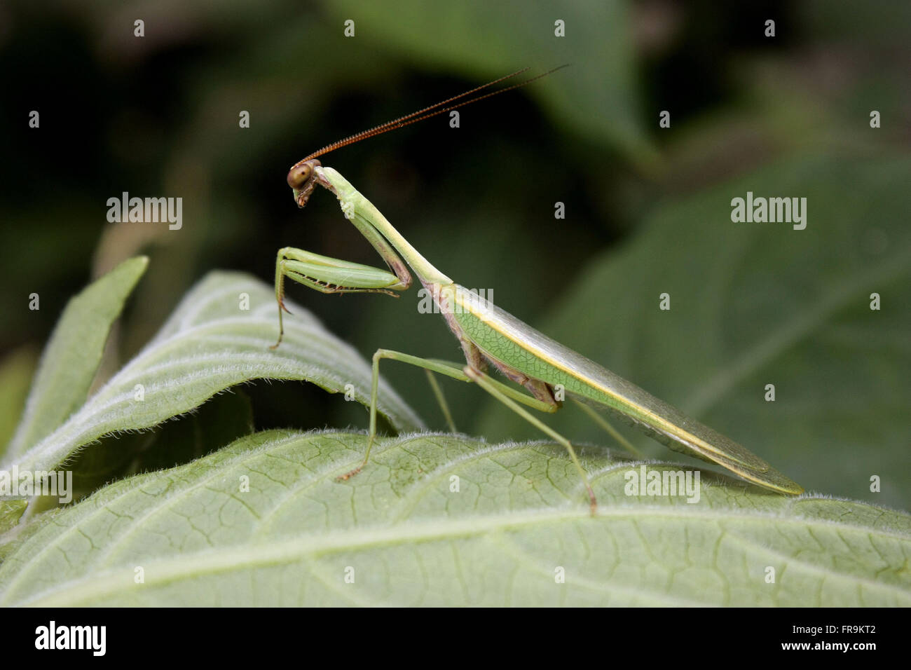 Mantis between vegetation Stock Photo
