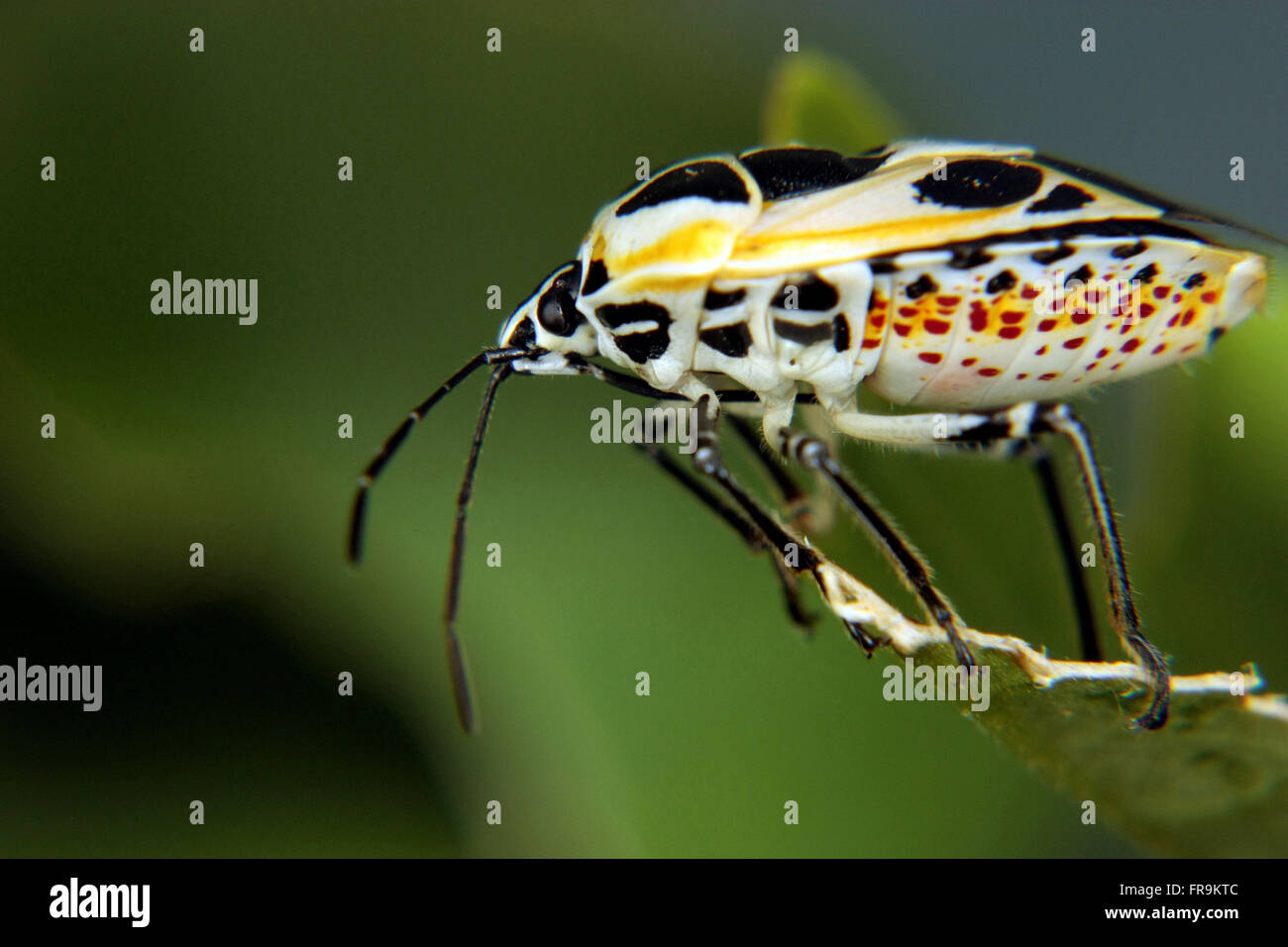Bedbugs in agriculture Stock Photo