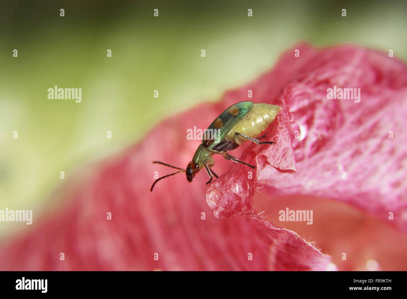 Or ladybird beetle is also known as Stock Photo