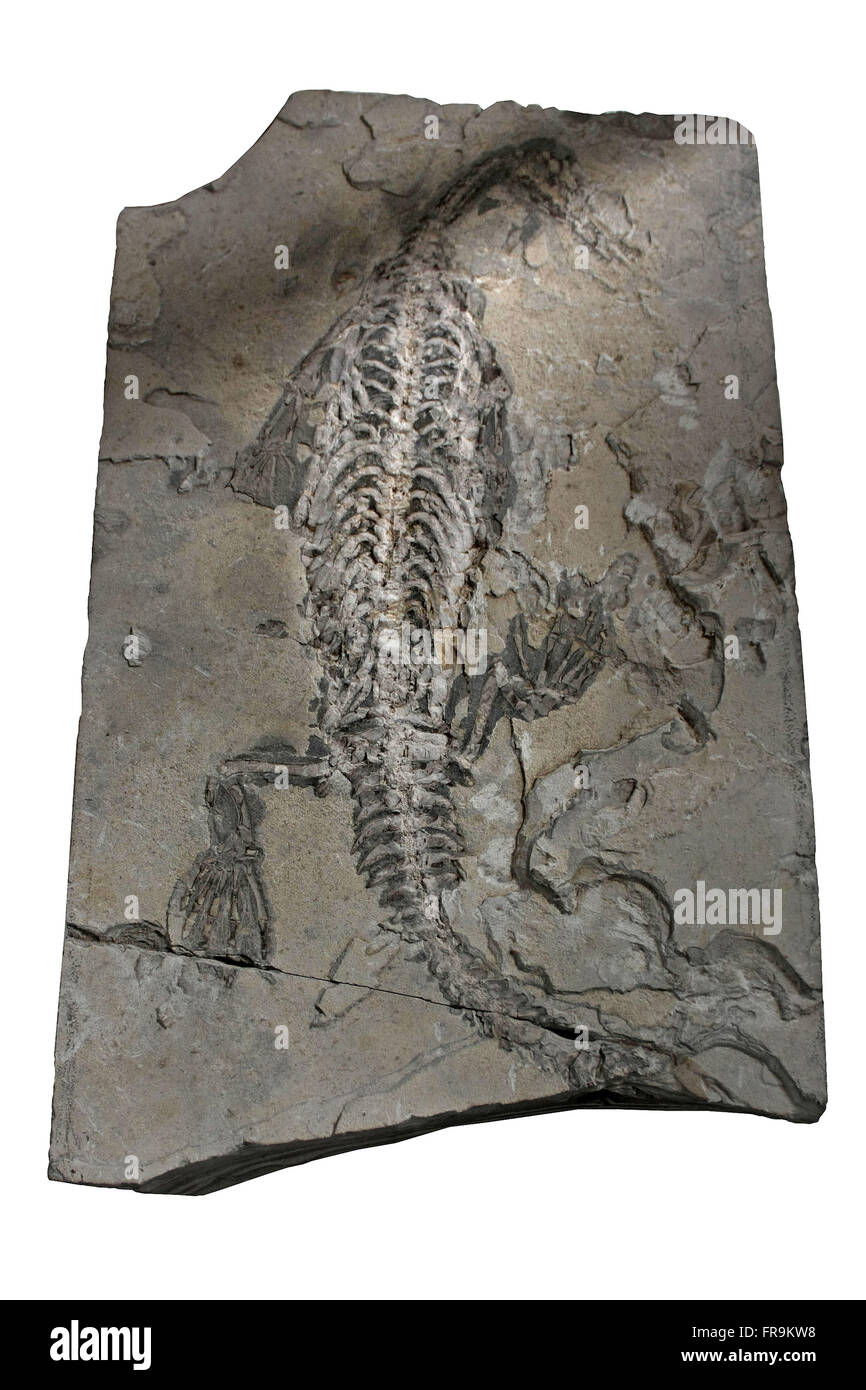 Fossilized Mesossauro inlaid stone - Museum Padre Daniel Cargnin Stock Photo