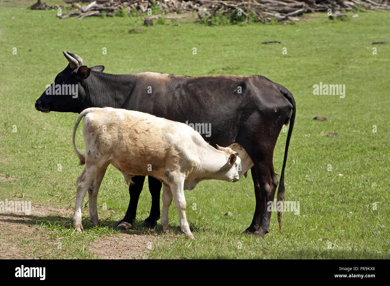 Suckling calf Stock Photo