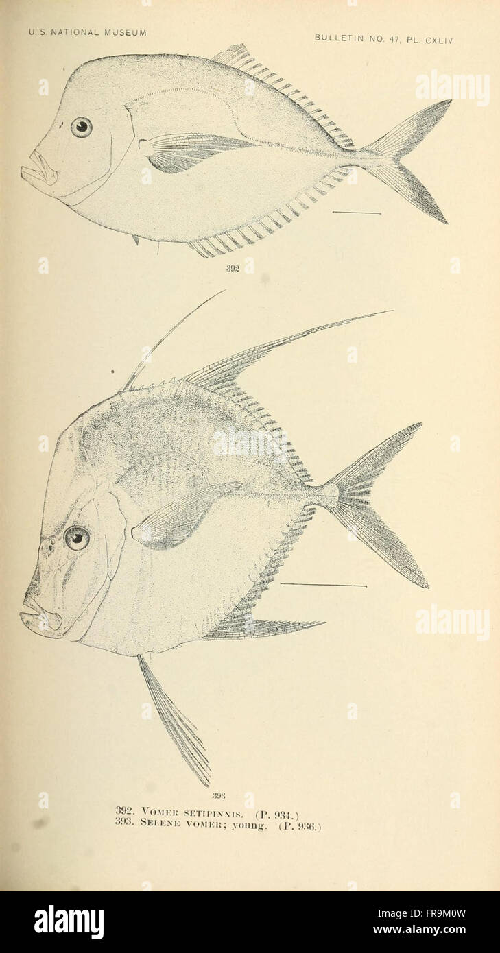 'The Fishes of North and Middle America' (Pl. CXLIV) is a detailed work ...