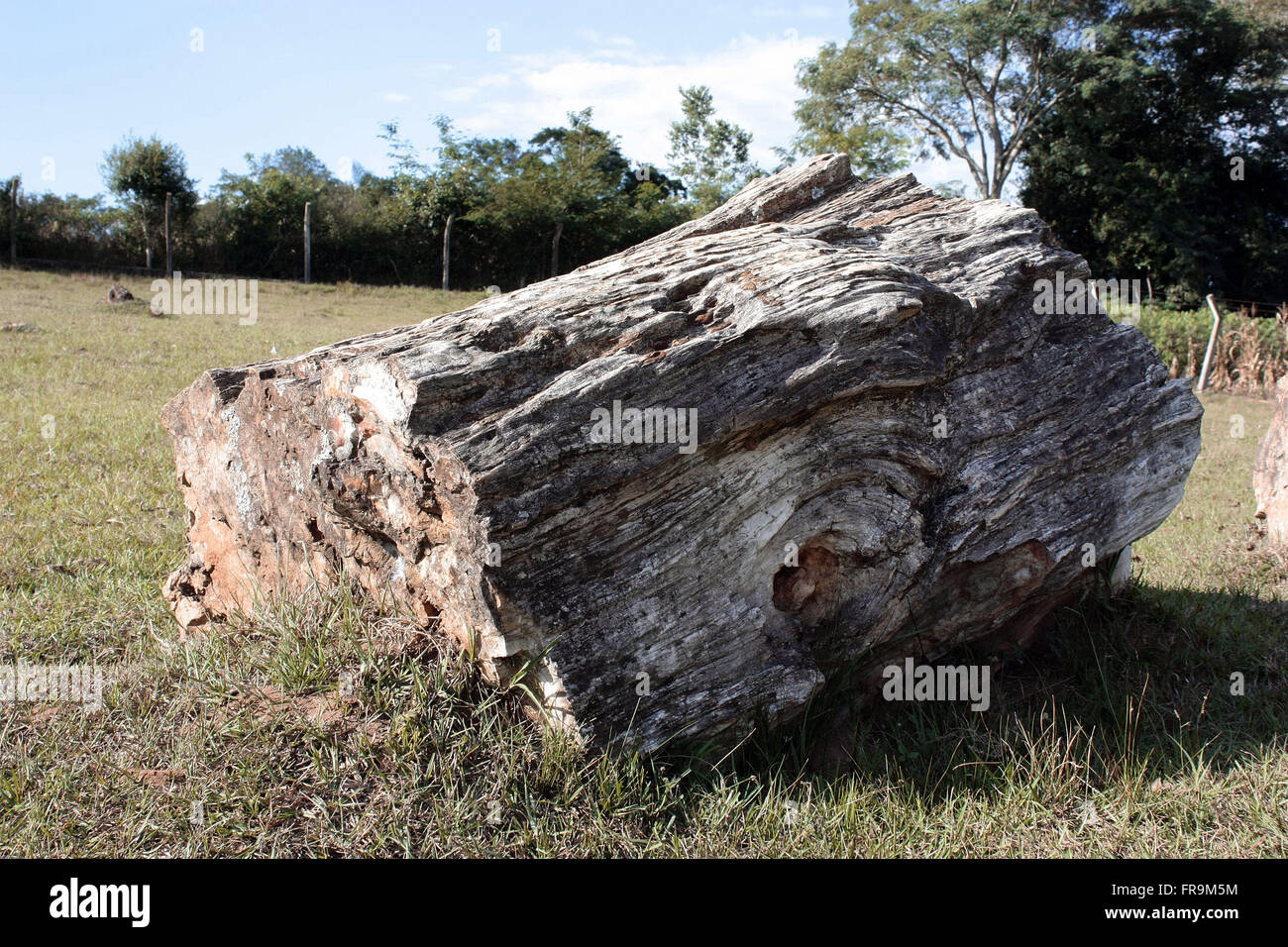 Fossilized tree trunk hi-res stock photography and images - Alamy