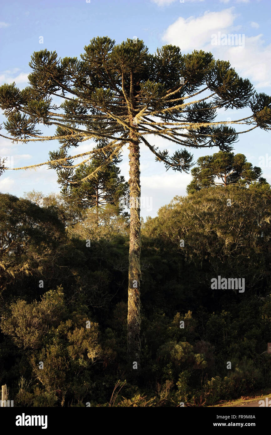Of The Parana Pine Araucaria Angustifolia National Park Of The 