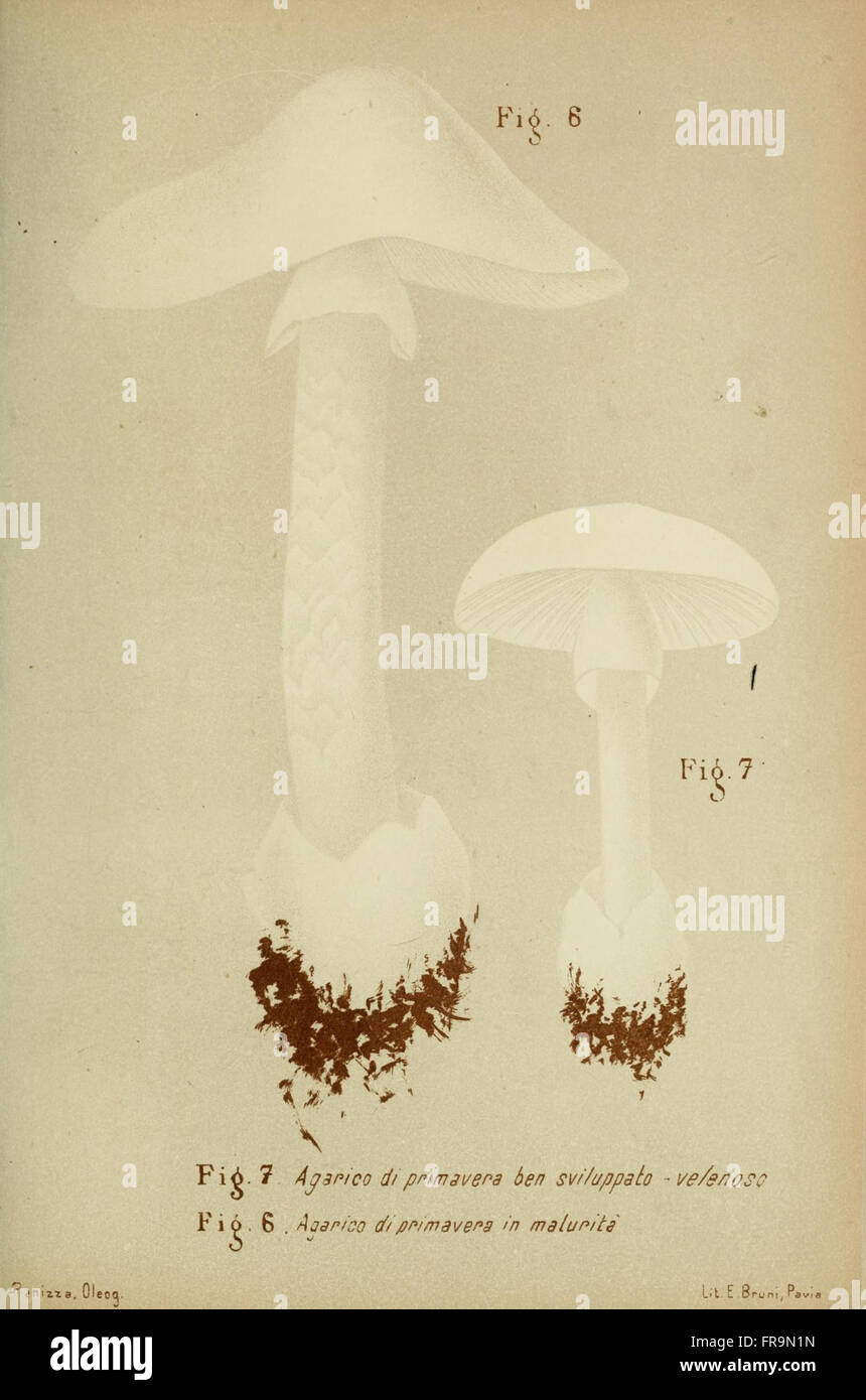 Trattatello popolare sui funghi (Figs. 6-7) Stock Photo