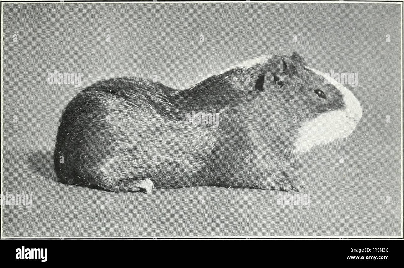 The effects of inbreeding and crossbreeding on guinea pigs I. decline
