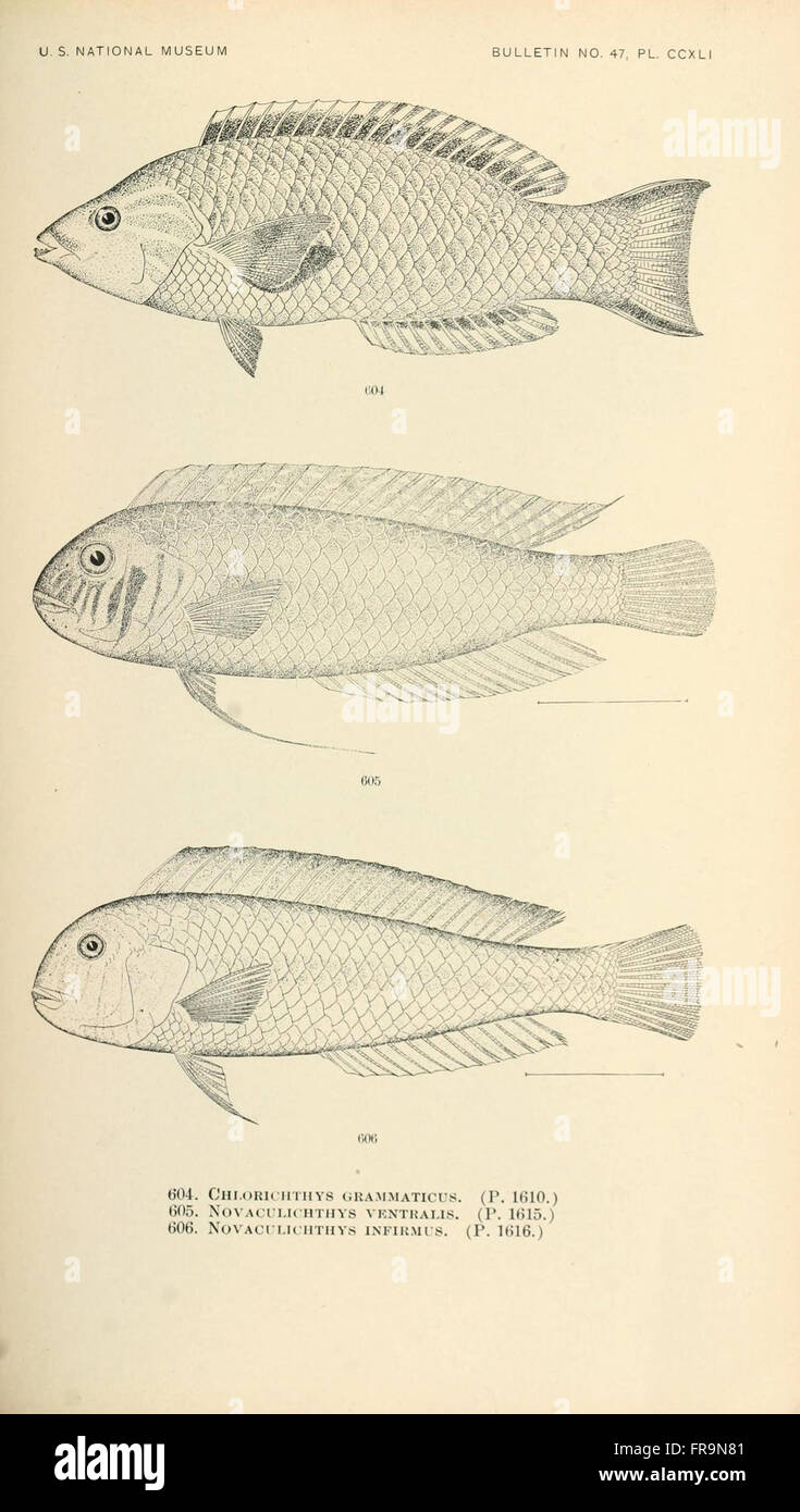 The fishes of North and Middle America (Pl. CCXLI) Stock Photo