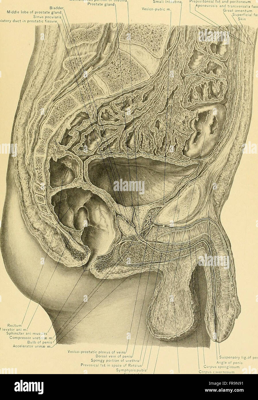 Surgical anatomy - a treatise on human anatomy in its application to the practice of medicine and surgery (1901) Stock Photo