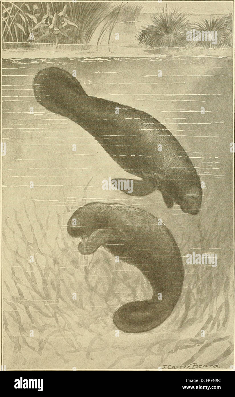 The American natural history - a foundation of useful knowledge of the higher animals of North America (1914) Stock Photo