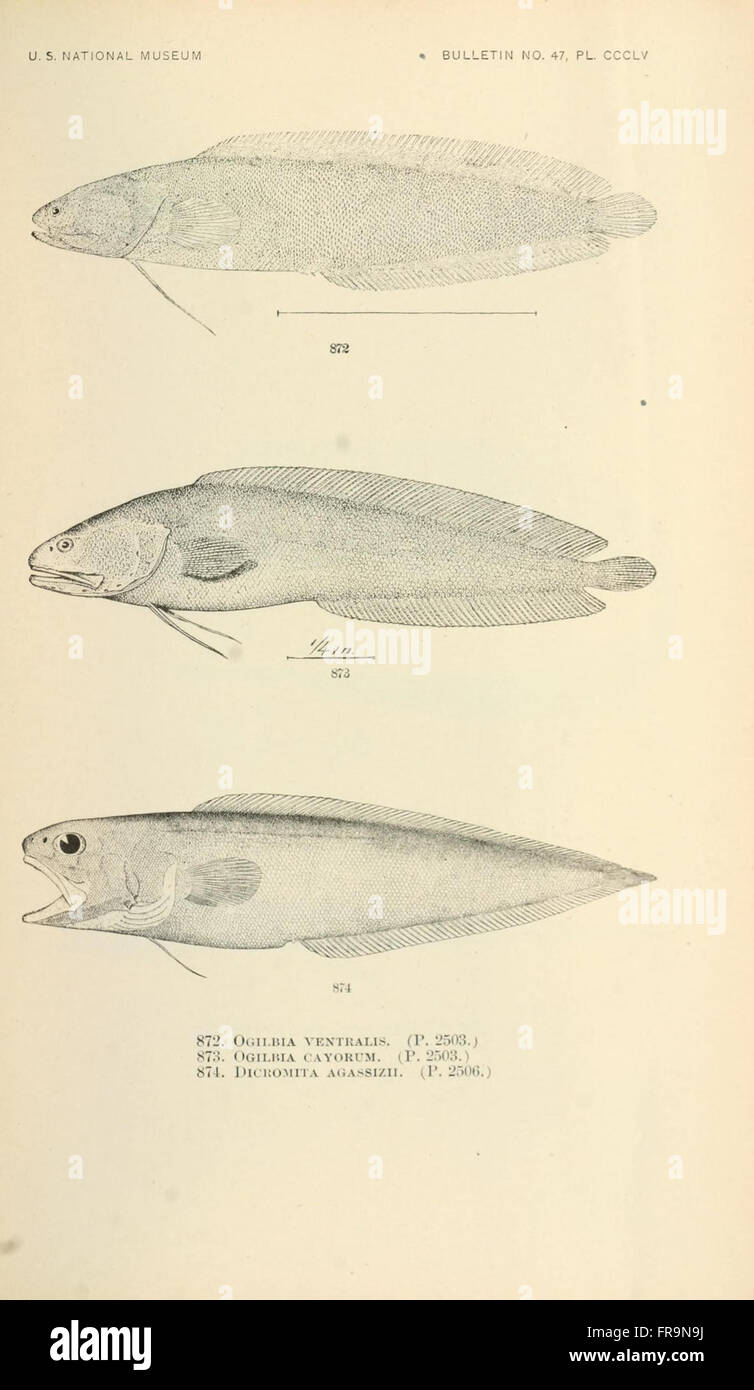 The fishes of North and Middle America (Pl. CCCLV) Stock Photo