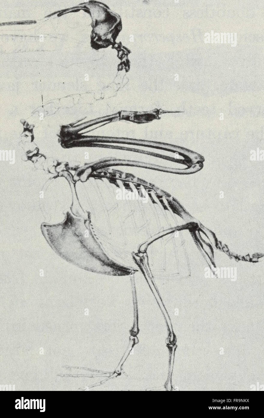 A 1906 work examining the physical form and functional aspects of birds ...