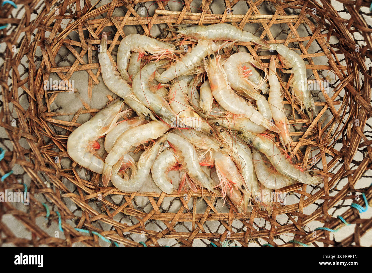Caught shrimp in straw basket - Village of Quatipuru-Mirim Stock Photo