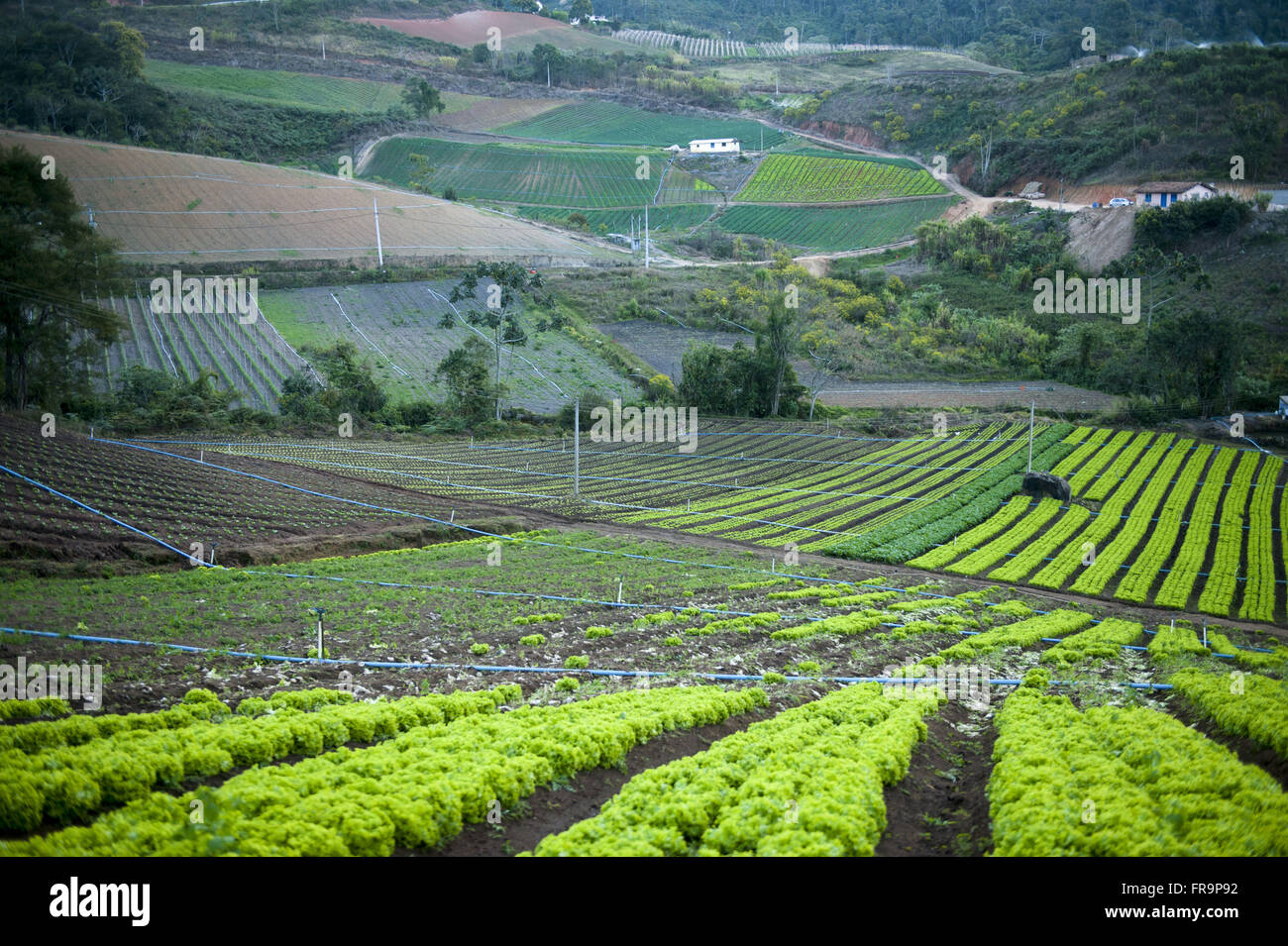 View beds with vegetables from the road Teresopolis - Friburgo RJ-130 Stock Photo