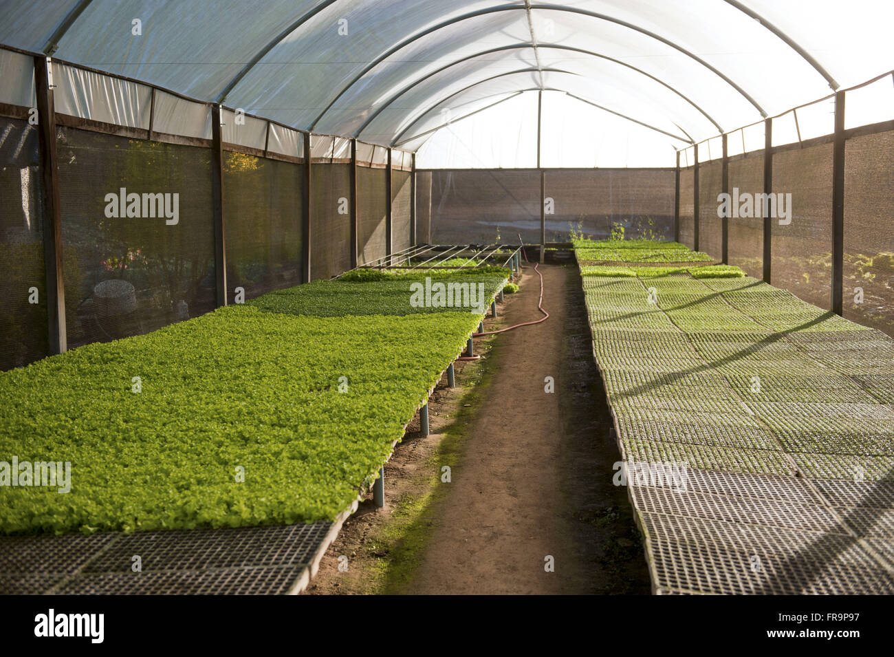 Greenhouse with seedlings of vegetables by the side of the road Teresopolis - Friburgo RJ-130 Stock Photo