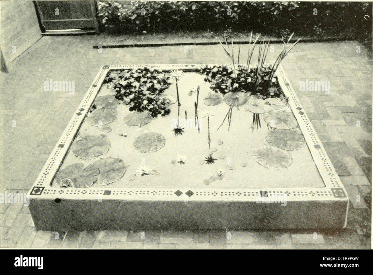 Photo inspiration: Fresh Look at This Comprehensive Guide Covers The Care Breeding And Maintenance Of