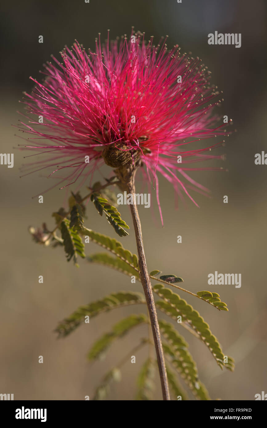 Flor nativa do cerrado denominada Caliandra Stock Photo