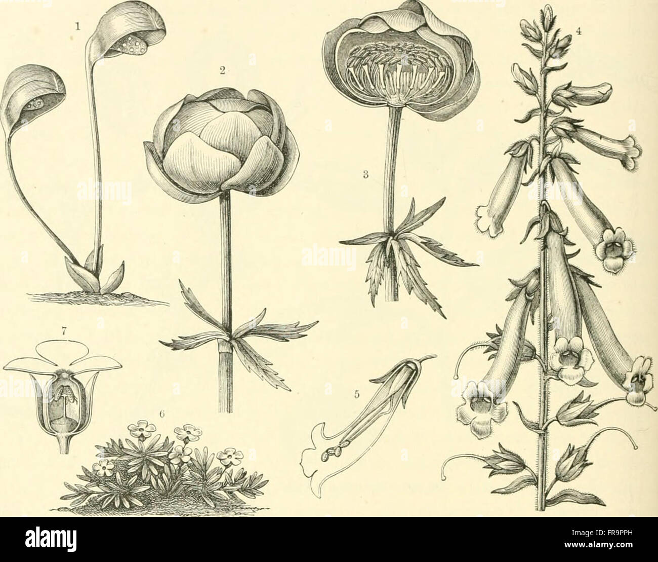 This 1902 work explores the natural history of plants, focusing on ...