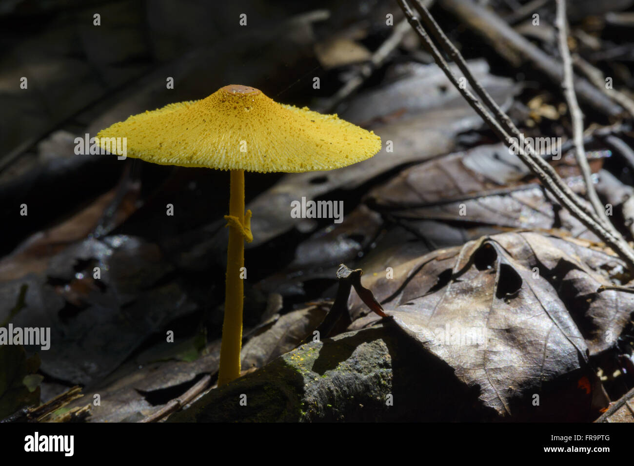 Cogumelo amarelo na RPPN Cristalino Stock Photo