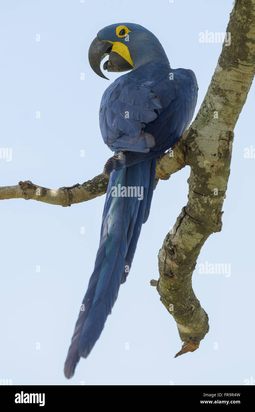 Arara-azul-grande pousada em galho Stock Photo