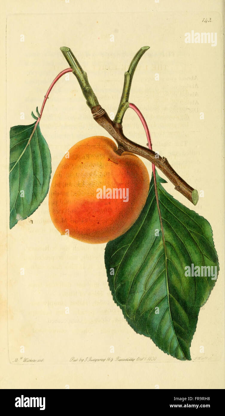Pomology Examples *The Pomological Magazine* (Pl. 142) presents a detailed series of ...